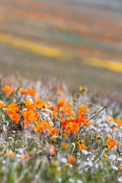 Califórnia papoilas eschscholzia californica — Fotografia de Stock