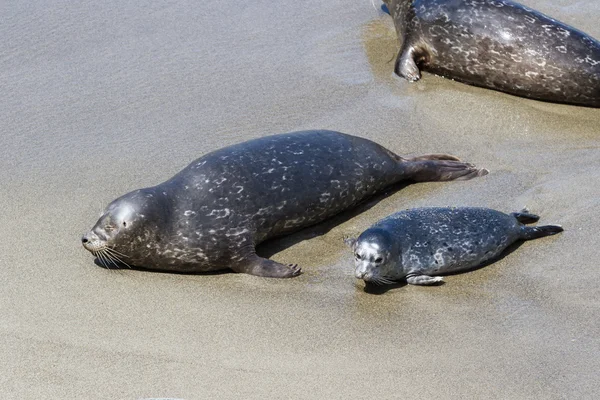 アザラシの赤ちゃんと母親 — ストック写真