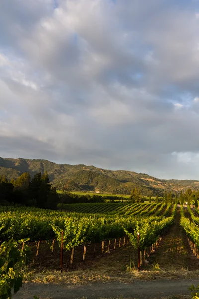 Vinhas de uva — Fotografia de Stock