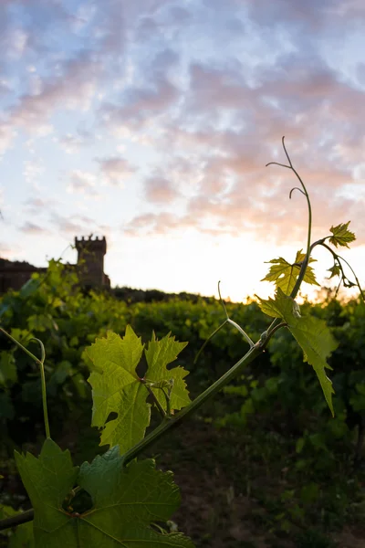 Napa Valley — Stockfoto