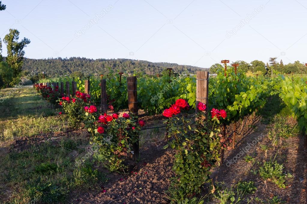 Vineyard in California 