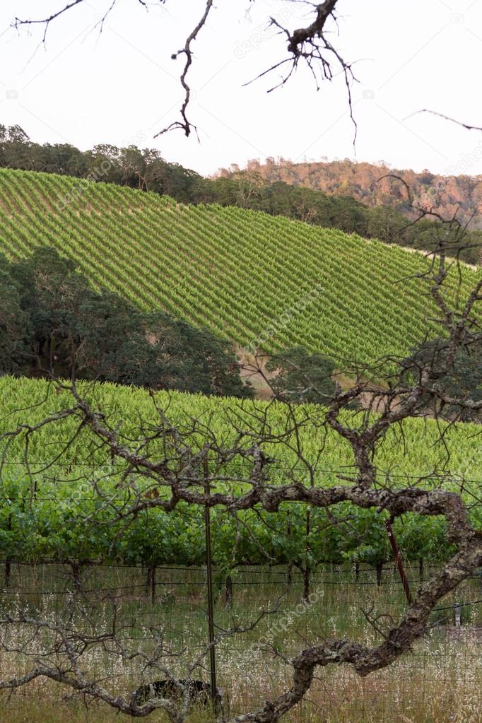 Vineyard in California 