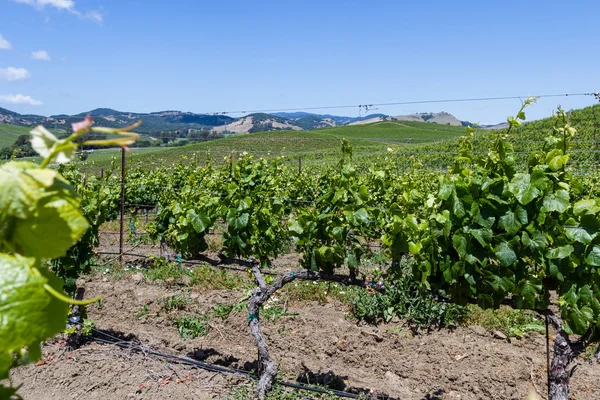 Vinos de uva —  Fotos de Stock