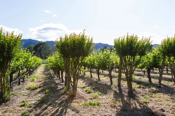 Viñedo en California — Foto de Stock