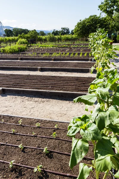 Lits de jardin surélevés — Photo