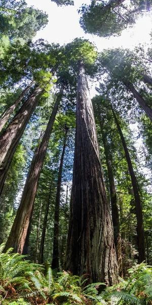 Gigantische bomen — Stockfoto