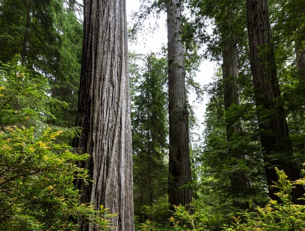 Foresta preistorica — Foto Stock