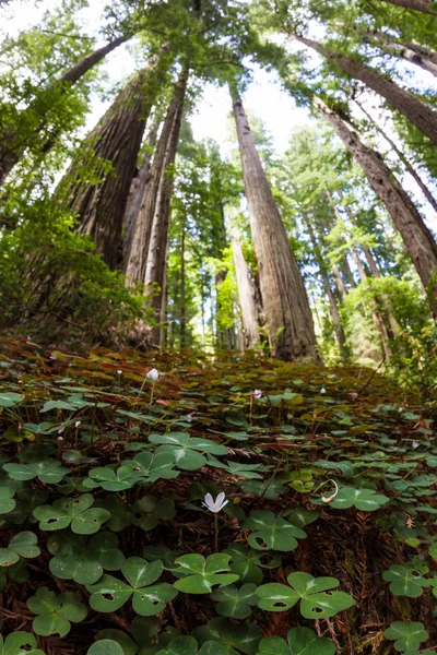 Forest vegetation — Stock Photo, Image