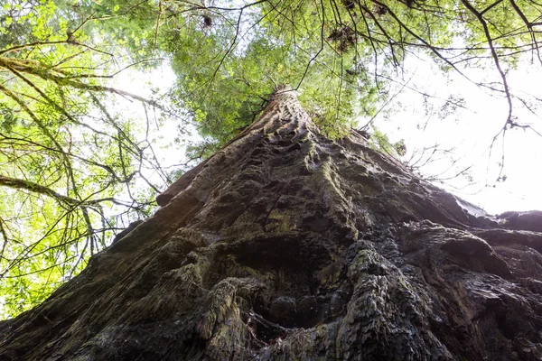Sequoie giganti — Foto Stock