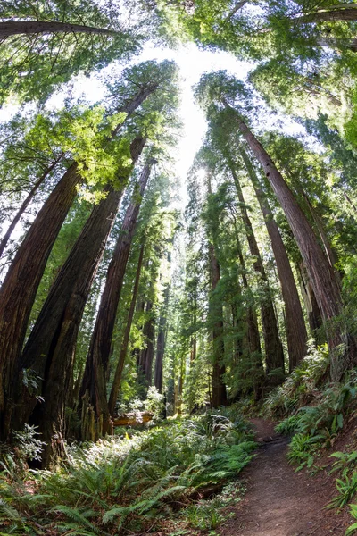 Walk with the giants — Stock Photo, Image