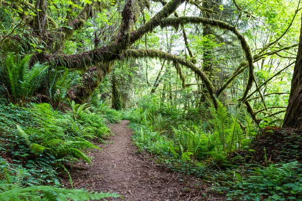 Passeggiata nella natura — Foto Stock