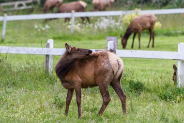 vahşi roosevelt elk 