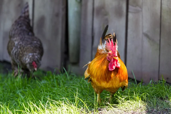 Free range kurczaka — Zdjęcie stockowe