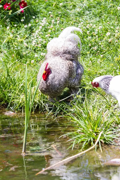 Frango ao ar livre — Fotografia de Stock