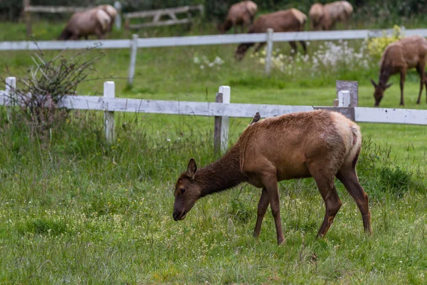 Wild roosevelt elk — Stock Photo, Image