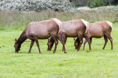 vahşi roosevelt elk 