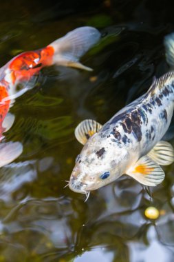 Japon koi 