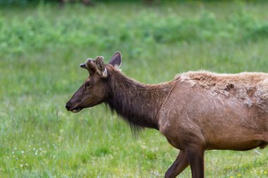 vahşi roosevelt elk 