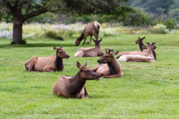 Wild roosevelt elk — Stock Photo, Image