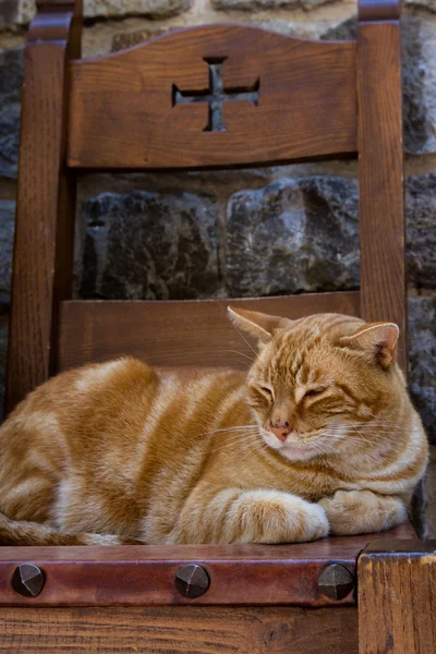 Katze auf einem mittelalterlichen Stuhl — Stockfoto
