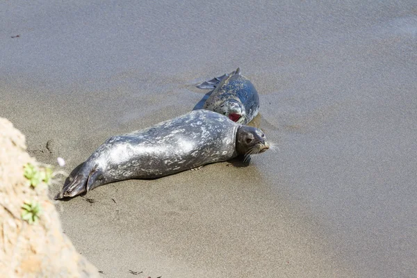 Baby seal and its mother — Stock Photo, Image