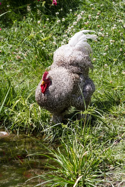 Free range kurczaka — Zdjęcie stockowe