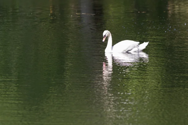 Cisne blanco — Foto de Stock