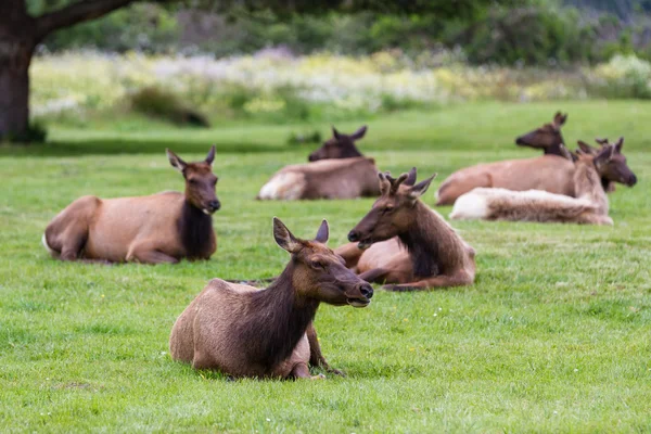 Wild roosevelt elk — Stock Photo, Image