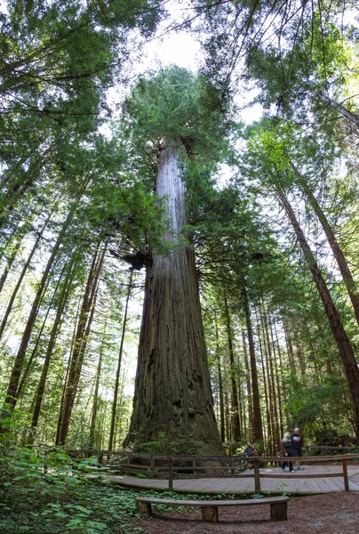 Albero gigante — Foto Stock