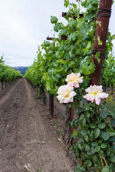 Wijngaard met rozen — Stockfoto