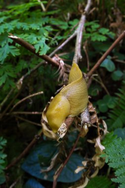 muz sümüklü böcek