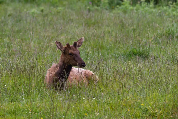 Wild roosevelt elk — Stock Photo, Image