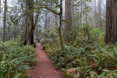 Sekoya ağaçları, California