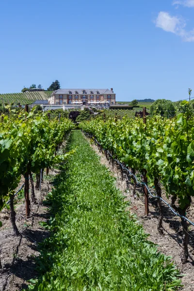 Domaine Carneros — Stockfoto