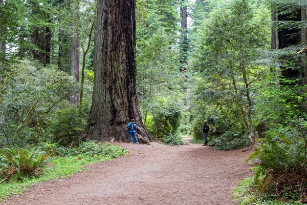 Sekwoja drzew, California — Zdjęcie stockowe