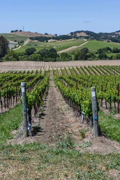 Vinos de uva — Foto de Stock