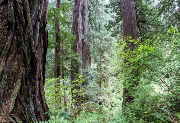 Prehistoric forest — Stock Photo, Image