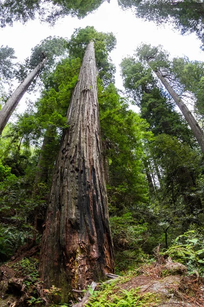 Árvores gigantes — Fotografia de Stock