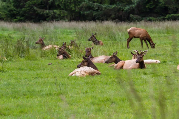 Elk in California — Stock Photo, Image