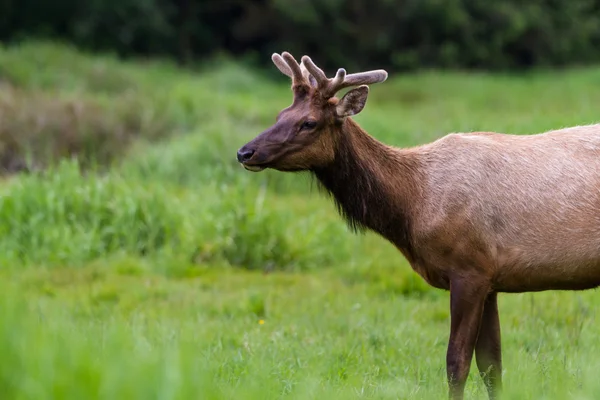 Kaliforniya'da Elk — Stok fotoğraf