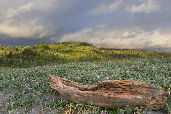 California del Nord — Foto Stock