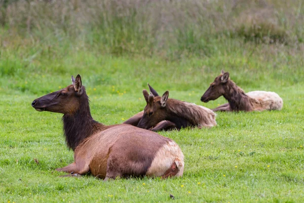 Wild roosevelt elk — Stock Photo, Image