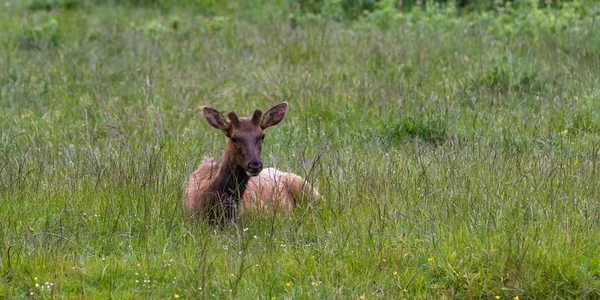 Vahşi roosevelt elk — Stok fotoğraf