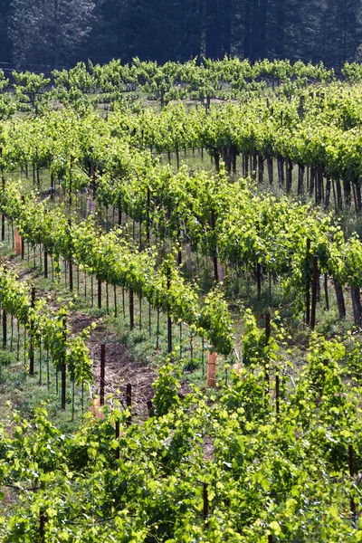 Vineyard i Kalifornien — Stockfoto