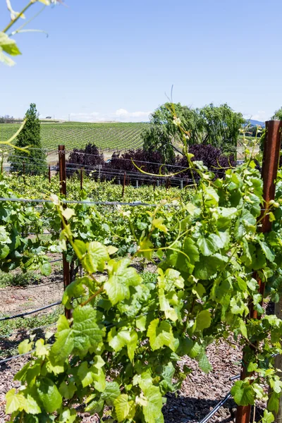 Vinhas de uva — Fotografia de Stock