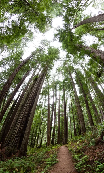 Redwood forest — Stock Photo, Image