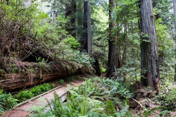Prehistorycznych lasów — Zdjęcie stockowe