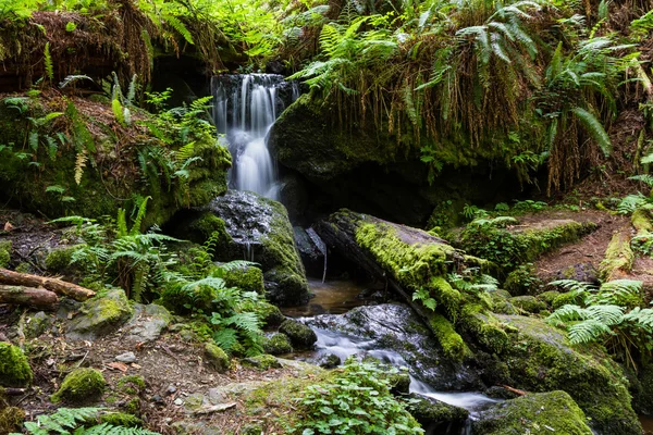 Cascada serena en el bosque —  Fotos de Stock