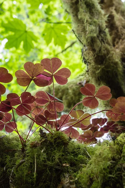 Three leaf clover — Stock Photo, Image