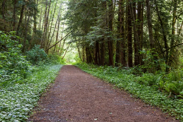 Passeggiata nella natura — Foto Stock